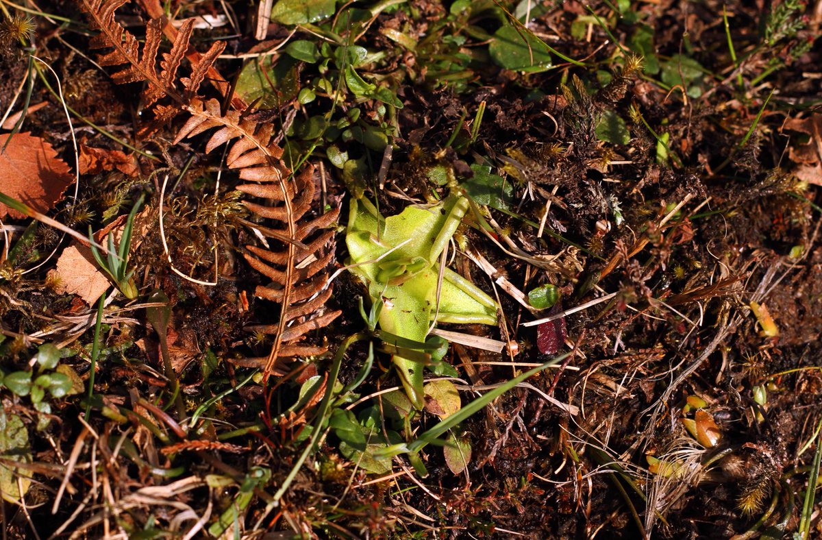 ele_johnstone's tweet photo. New blog post (https://t.co/i1MMVMn01u) about some of the #wildlife I came across last week in the beautiful Scottish Highlands 💙 @ScotWildlife @BSBIbotany @Love_plants 🐛🦋🌲🦌🏴󠁧󠁢󠁳󠁣󠁴󠁿⛰#localpatchreporters @WildlifeMag https://t.co/vob5RIjc7U