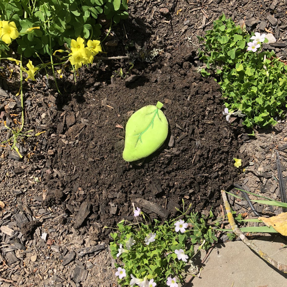 discord's tweet image. the crops are bountiful this season