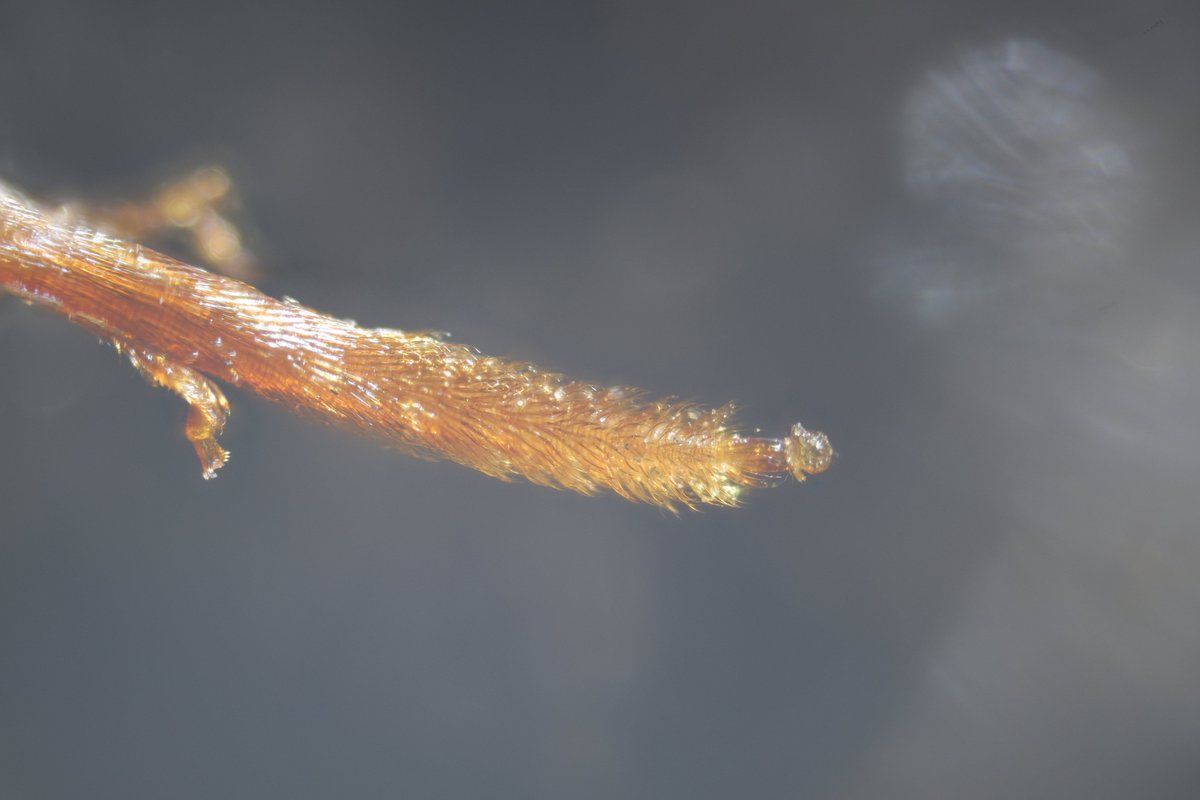 Jane Thomas tweet media