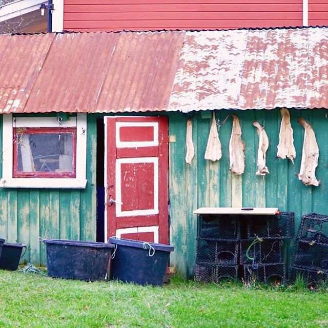 CompassCalling's tweet image. Hanging salmon, brightly-colored building, beautiful door. Just your average view when you #visitnorway. #norwaytravel #aurlandsfjorden #takemetonorway #thecompassiscalling bit.ly/2ISUNs3