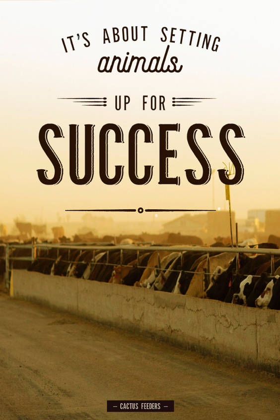 We invest in our facilities and our people, to ensure that cattle have a positive experience with us. A calm, non-stressed animal will be a healthy, productive animal.#CactusCulture #CactusFeeders CattleTales