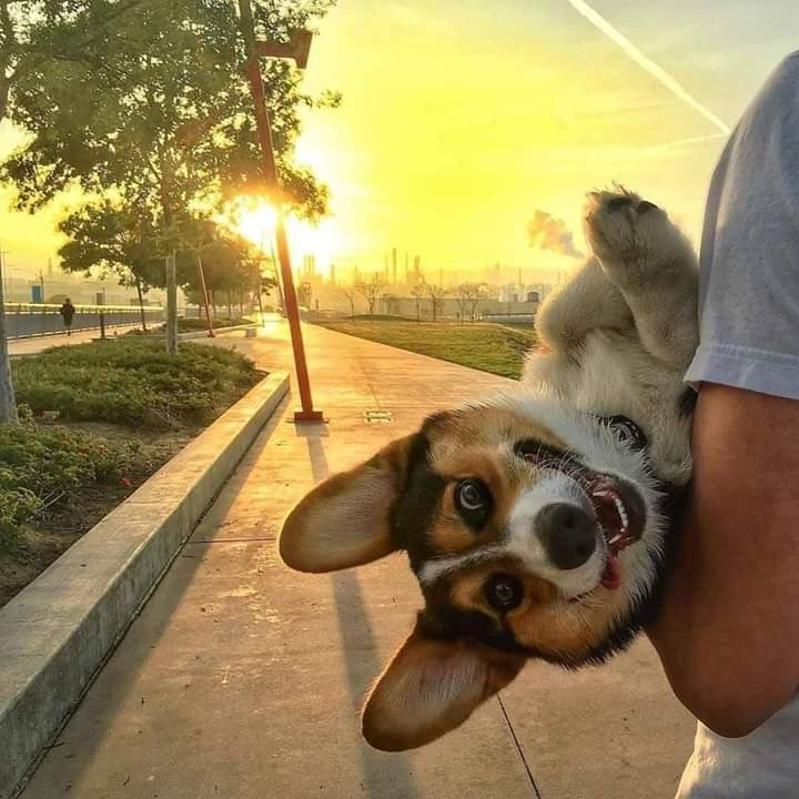 MiloTheChug's tweet photo. Puppy smile via /r/aww https://t.co/OwjLh9Oxup https://t.co/ouh3vcWObK