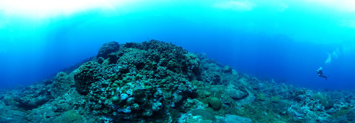 The coral reefs of the Flower Garden Banks National Marine Sanctuary have over 50 percent coral cover, dominated by massive star and brain corals. This panoramic image was taken on the flanks of the East Flower Garden Bank, where coral cover is upwards of 80 percent.