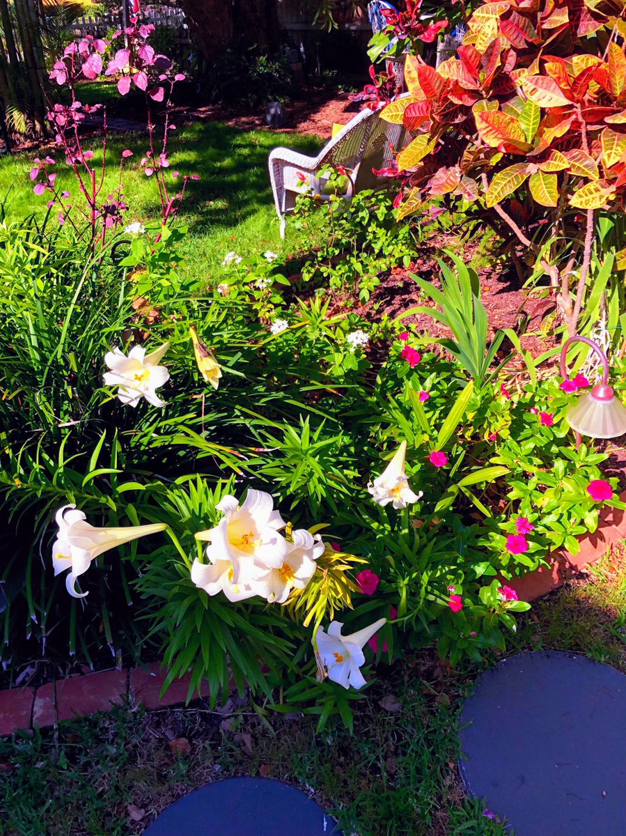 MeranovaInn's tweet photo. Our Spring Lillies are in full bloom! We just love watching our garden grow! Book your stay or a brunch any day @ https://t.co/g3SzdXwEqA 
#flowerstagram #BNB #BreakfastClub #dunedinFl @DunedinMerchant @Lovedunedin https://t.co/Z7mJMIwwKr
