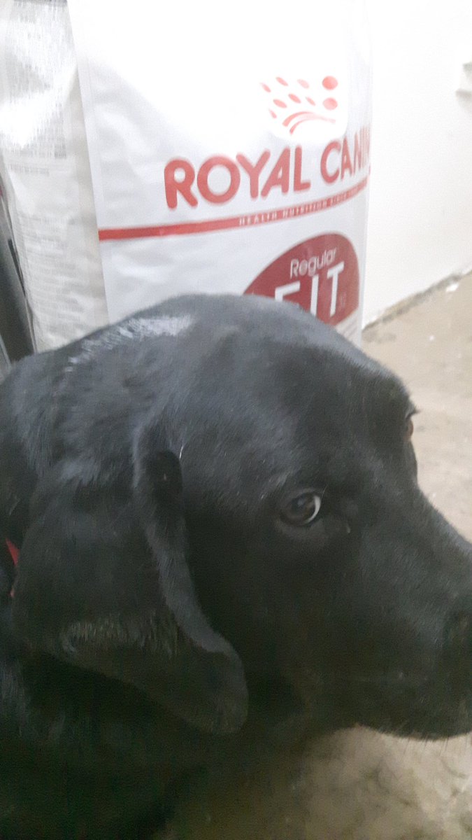 RoyalPetRescueS's tweet photo. TY All who donated for #CatFood.🐾💖🐾
J. had to go to Belgrade to buy #FIT32 this time with Bleki.
Stay tuned with us tomorrow for many available #RCRSupdate🔴🐾🔵🐾⚪ and lots of photies coming your way📸📸📸📸📸, together with official fiscal bills and receipts.🙋 https://t.co/CrDwRXlXZ1