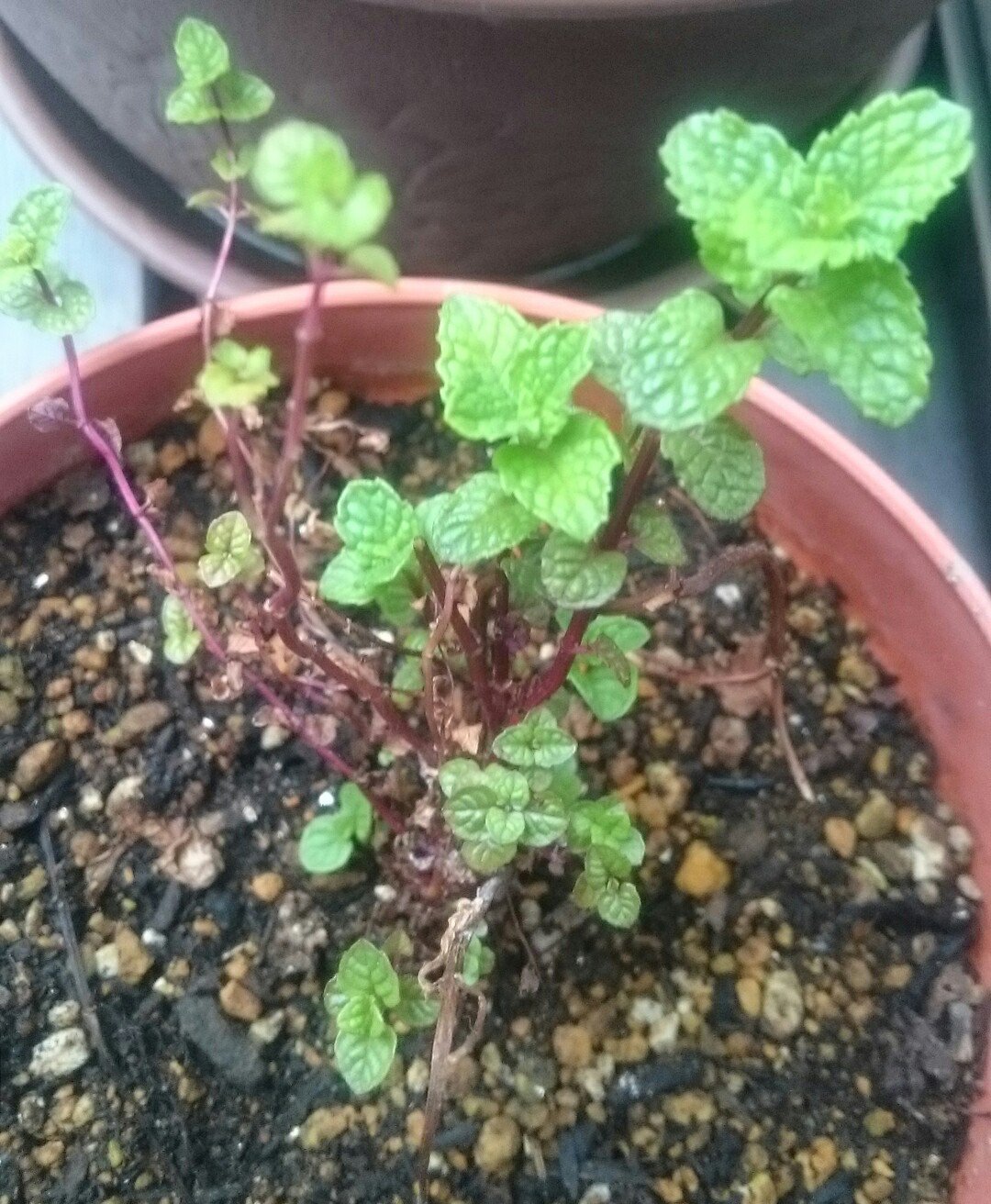 四ノ宮慶 J庭た01ｂ 今年のバジルちゃん 発芽しました そして 越冬ミント これはベランダので ほかに室内ミントと玄関ミントがいます T Co Jmqors9ipm Twitter