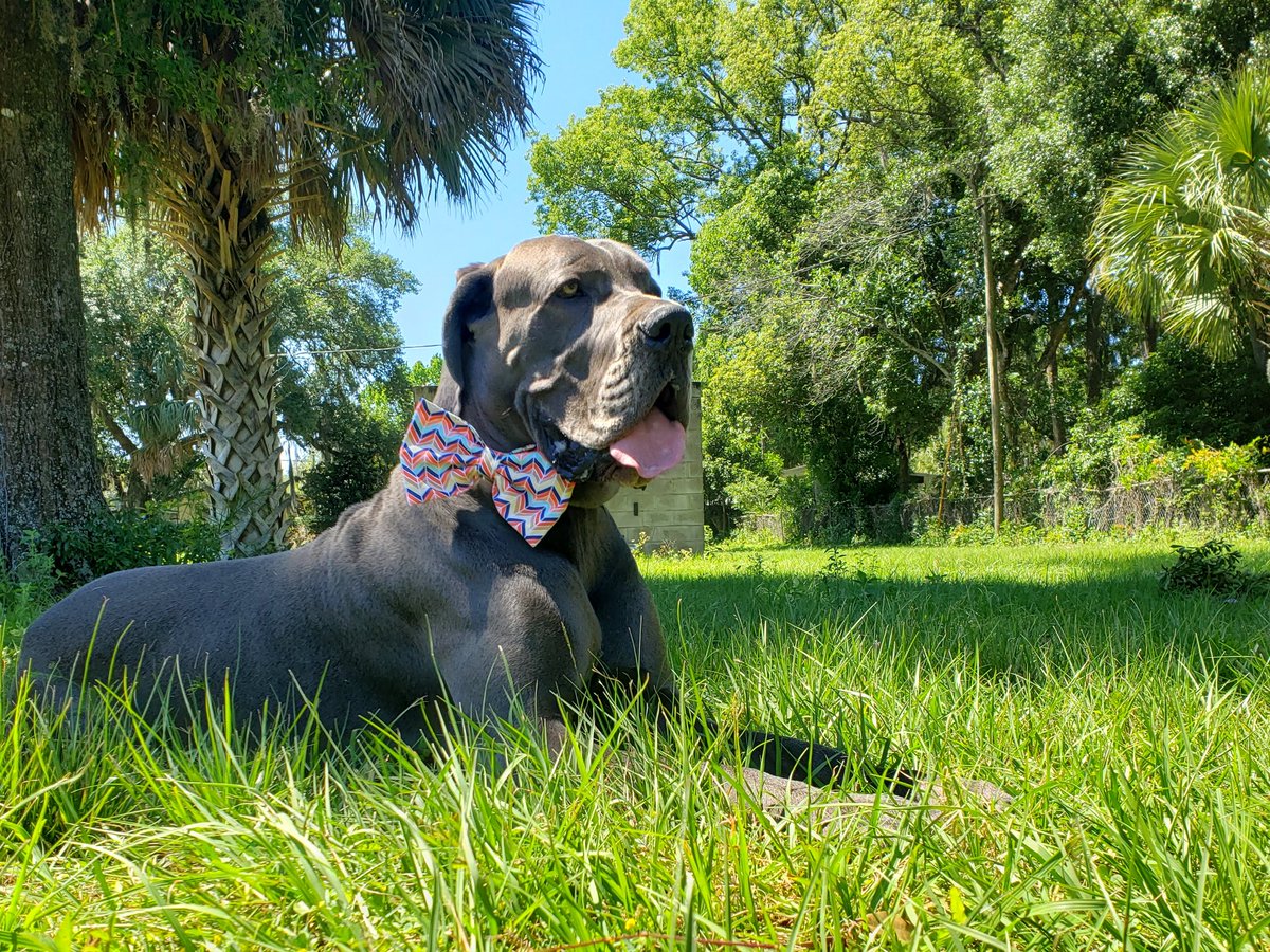 FergusGreatDane's tweet photo. Another pretty day so making the most of it because it will be plenty miserable hot soon enough ๐๐๐
#spoiledinflorida #springtimeinflorida .....
Nautical chevron bow tie from https://t.co/xrzRNyLOtX & hope you'll check them out & use FERGUS15 discount code. #pawsupforbows https://t.co/aPV6Yi9lNK