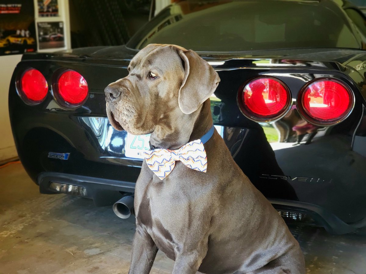FergusGreatDane's tweet photo. Another pretty day so making the most of it because it will be plenty miserable hot soon enough ๐๐๐
#spoiledinflorida #springtimeinflorida .....
Nautical chevron bow tie from https://t.co/xrzRNyLOtX & hope you'll check them out & use FERGUS15 discount code. #pawsupforbows https://t.co/aPV6Yi9lNK