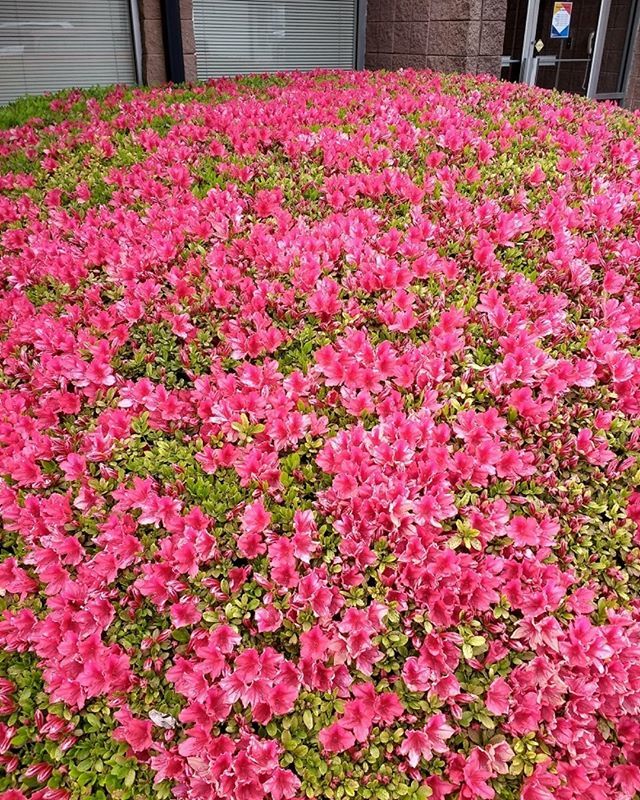 cobblibrary's tweet photo. Spring has sprung at #KennesawLibrary! Patrons and staff alike are loving the beautiful blooms from the azalea bushes in front of the library. 🌸🌸
.
#flowers #azaleas #spring #springtime #cobblibrary https://t.co/CQ0bfJjFWb https://t.co/tNr758xWVi