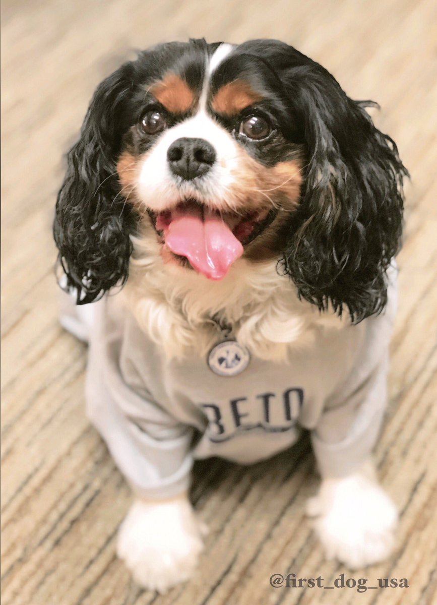 First_Dog_USA's tweet photo. @BetoORourke ๐พ I pawgree! Hoomans must take example from the animal kingdom! Wars are bad, love and kindness are good. Family walks in the park, pancakes and snuggles are the best! โฅ๏ธ #LoveNotWar #AnimalsUnitedForPeace #Beto2020 #BetoForAmerica #ArtemisForFirstDog https://t.co/1bXhGZ1YAd