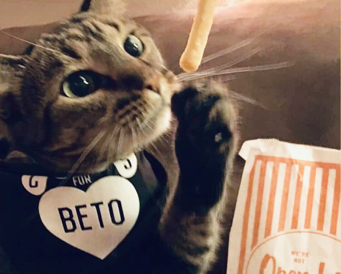 First_Dog_USA's tweet photo. @BetoORourke ๐พ I pawgree! Hoomans must take example from the animal kingdom! Wars are bad, love and kindness are good. Family walks in the park, pancakes and snuggles are the best! โฅ๏ธ #LoveNotWar #AnimalsUnitedForPeace #Beto2020 #BetoForAmerica #ArtemisForFirstDog https://t.co/1bXhGZ1YAd