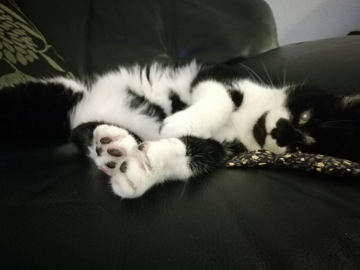 leiaasky's tweet photo. Got my first @purrboxes today and my senior kitty loves the catnip toy! She's 14 and in all those years I've never seen her so attached to a toy! Thankyou for making a senior kitty and her owner very happyπ #purrboxes https://t.co/zMWqv9jpD5