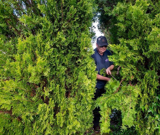 Neighbors cut back shrubbery creating a safe space around their home recently. .
.

#firewise #marin bit.ly/2UU6NR6