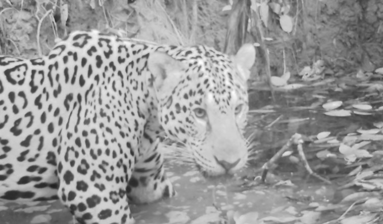 mongabay's tweet photo. Camera trap study finds a threatened high-elevation mammal community in Peru ~ https://t.co/z1Mg5u9g38 https://t.co/qV6J6IxKeA