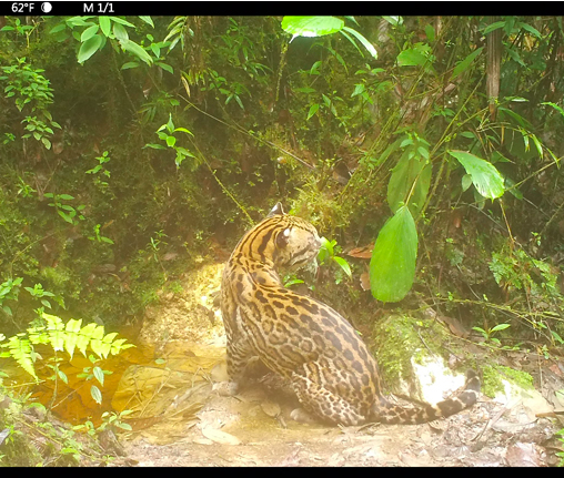 Camera trap study finds a threatened high-elevation mammal community in Peru ~ news.mongabay.com/2019/04/camera…