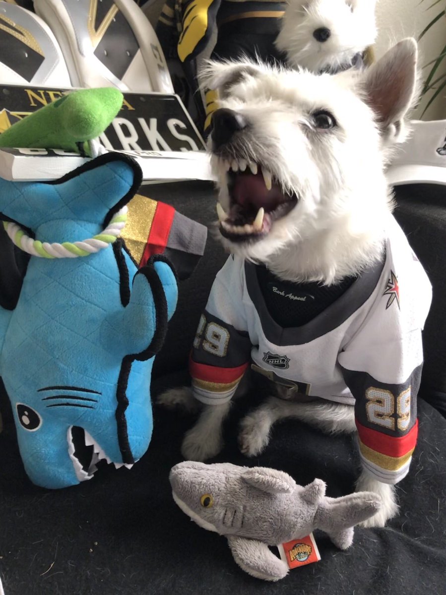 BarkAndreFurry's tweet photo. It’s Game-7 Hockey Knight in San Jose!
@GoldenKnights
vs
@SanJoseSharks
Melee by the bay!
Tussle in the tank!
Face-off with the fish!
LET’S DO THAT HOCKEY!!!
~ Bark🐾
#GoKnightsGo #VegasBorn #LaCoupeCetteAnnée #NHL
#StanleyCup #VGKvsSJS
#NoTeal🚫 #HookemAndCookem https://t.co/eyOHQ2wiLj