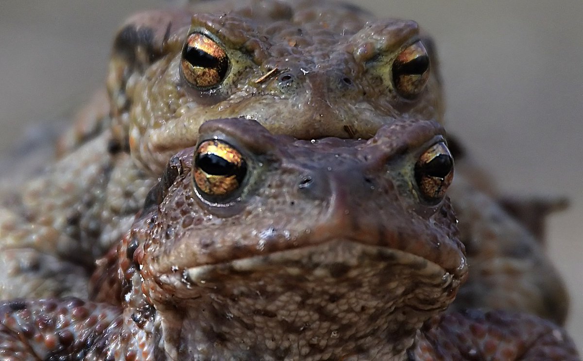 NephentesP's tweet photo. Double.
Amazing Eyes in these old faces.. a bit grumpy maybe. These commom toads are on their way to the lake for creating the next generation.
#Common_Toad #Erdkröte https://t.co/tffcxeoJa9