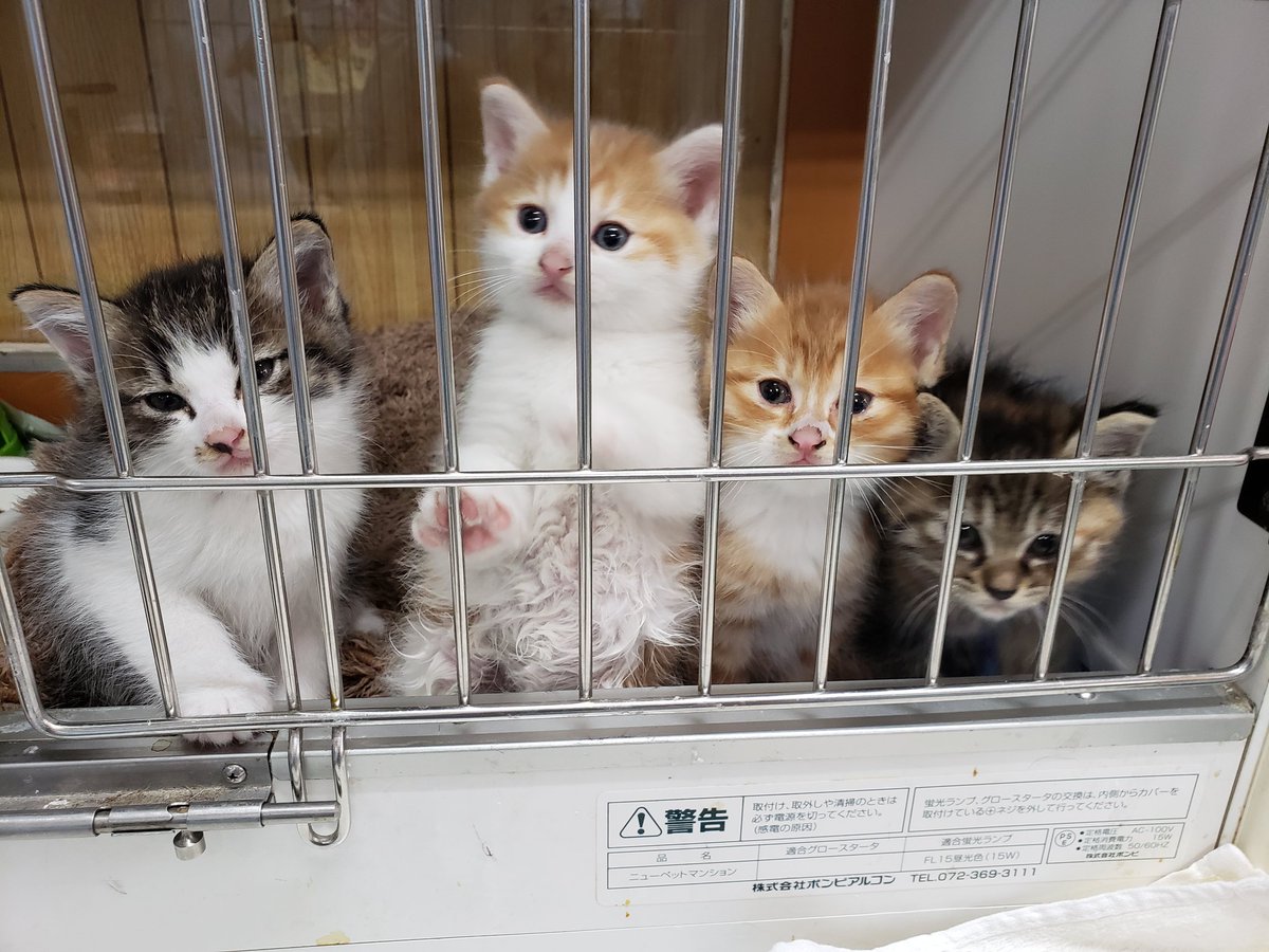 Cn06Yon's tweet photo. 今朝こんな袋に入れられて捨てられていました😢 動物病院なので何とかしてもらえると思うのかな…  お願いです💦小さな命を捨てないで下さい😭
#猫を捨てないで
#こんなに可愛いのに https://t.co/LRWHp8fEme