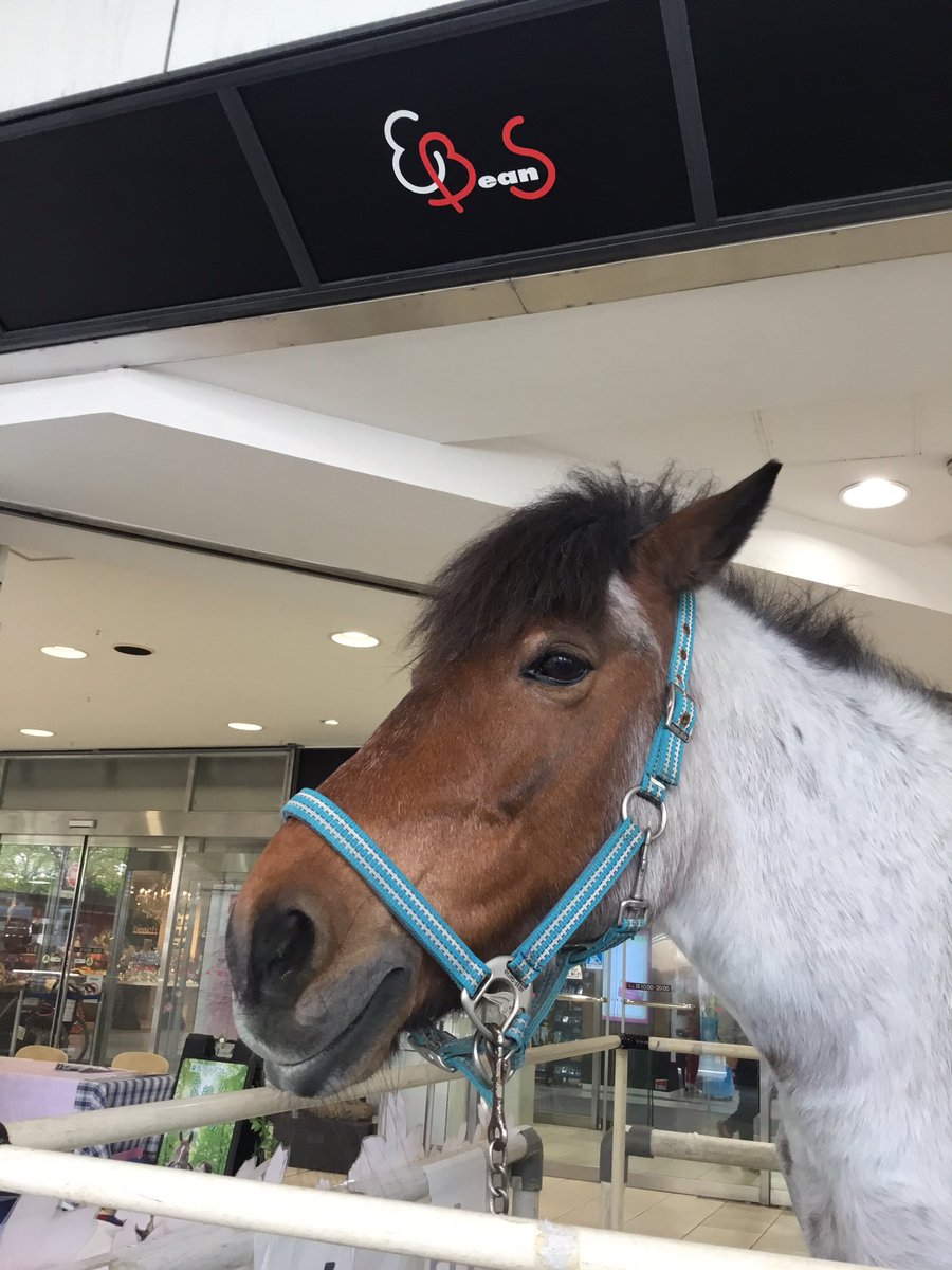 Ebeans イービーンズ 公式 イービーンズ1階 正面入口 本日 乗馬クラブ クレイン仙台泉パークタウン より 可愛いお馬 がやって来ています 1階正面入口前にて乗馬試乗会の受付をしております Gwに乗馬デビュー 可愛い馬 が待っていますよ