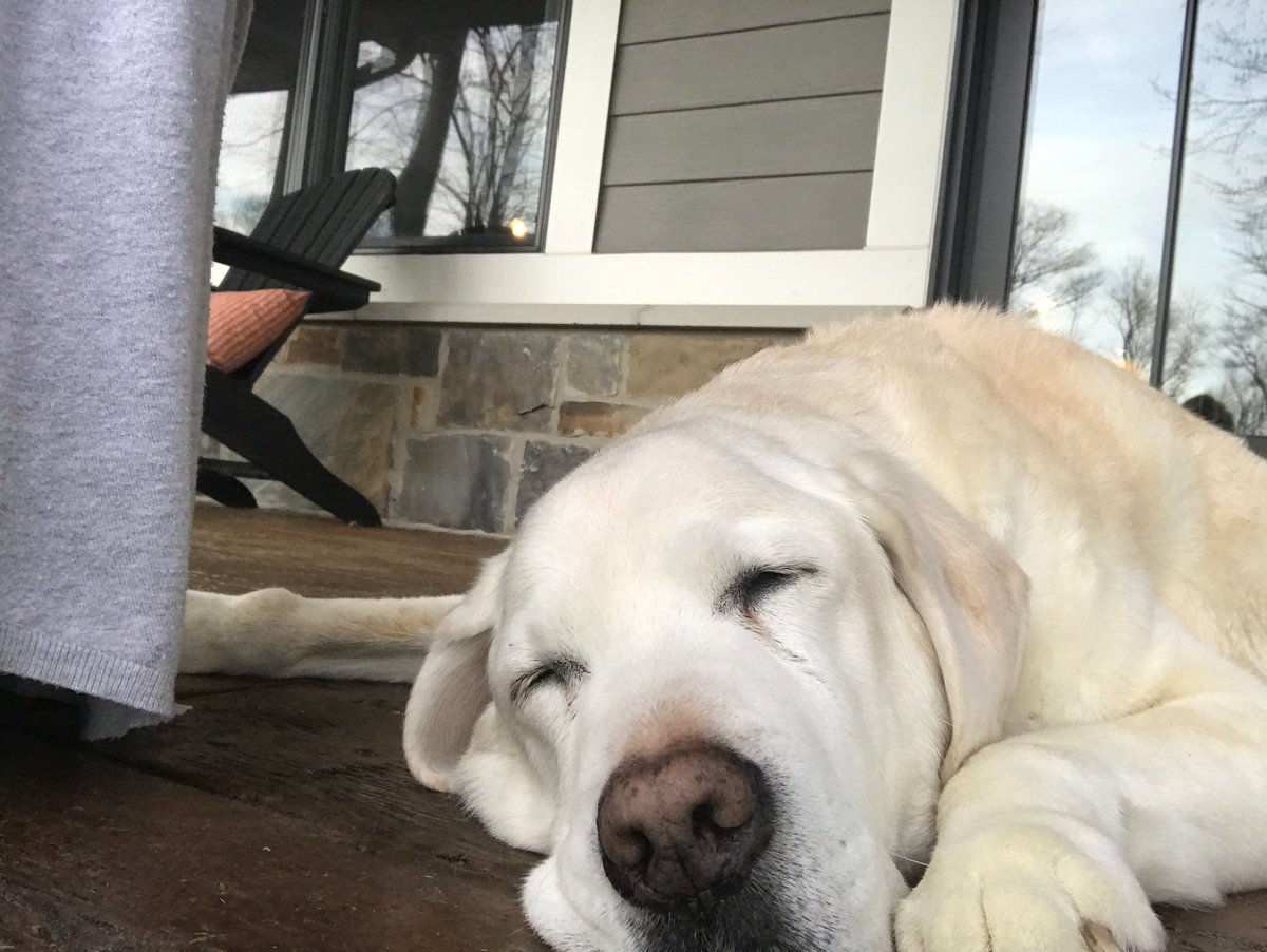 mgradison's tweet photo. Lost one of our best friends today.  Rocky has been a brother, son, hunting buddy and road trip pal. Most of all he gave us 13 yrs of fun and companionship. We are all going to miss him. #RIPRocky https://t.co/JHJPorqtuk