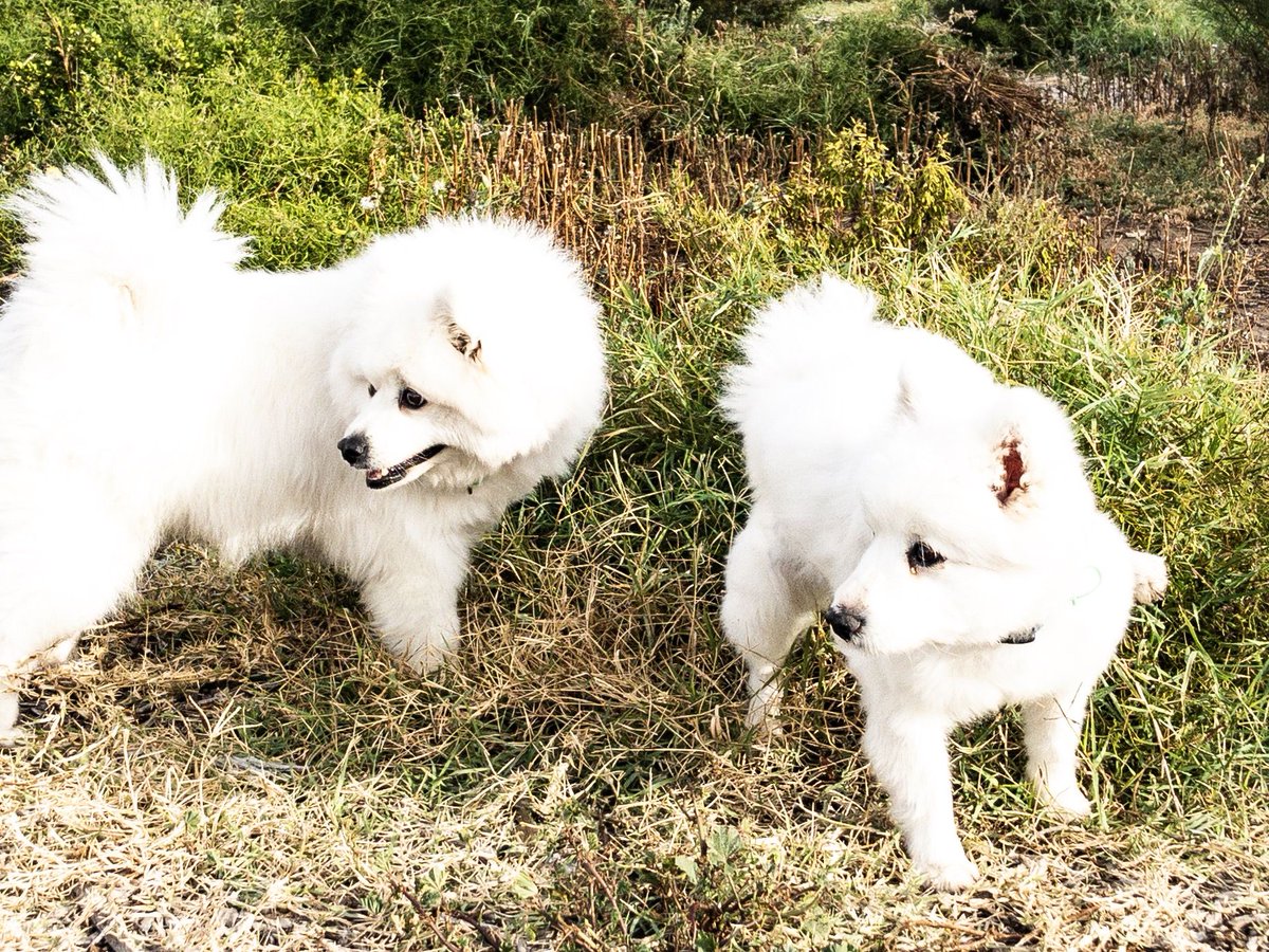 otaokitchen's tweet photo. We adopted Louis (2) and Blossom (5) in the family of Otao kitchen last August. Our furry chefs who is older but slow to learn. In the next post we will share Louis and Blossom beef recipe!

Tag someone with furry friends!

#crazychefwithdogs
#OtaoKitchen
#Cookingfordogs https://t.co/mPGy9tibR4