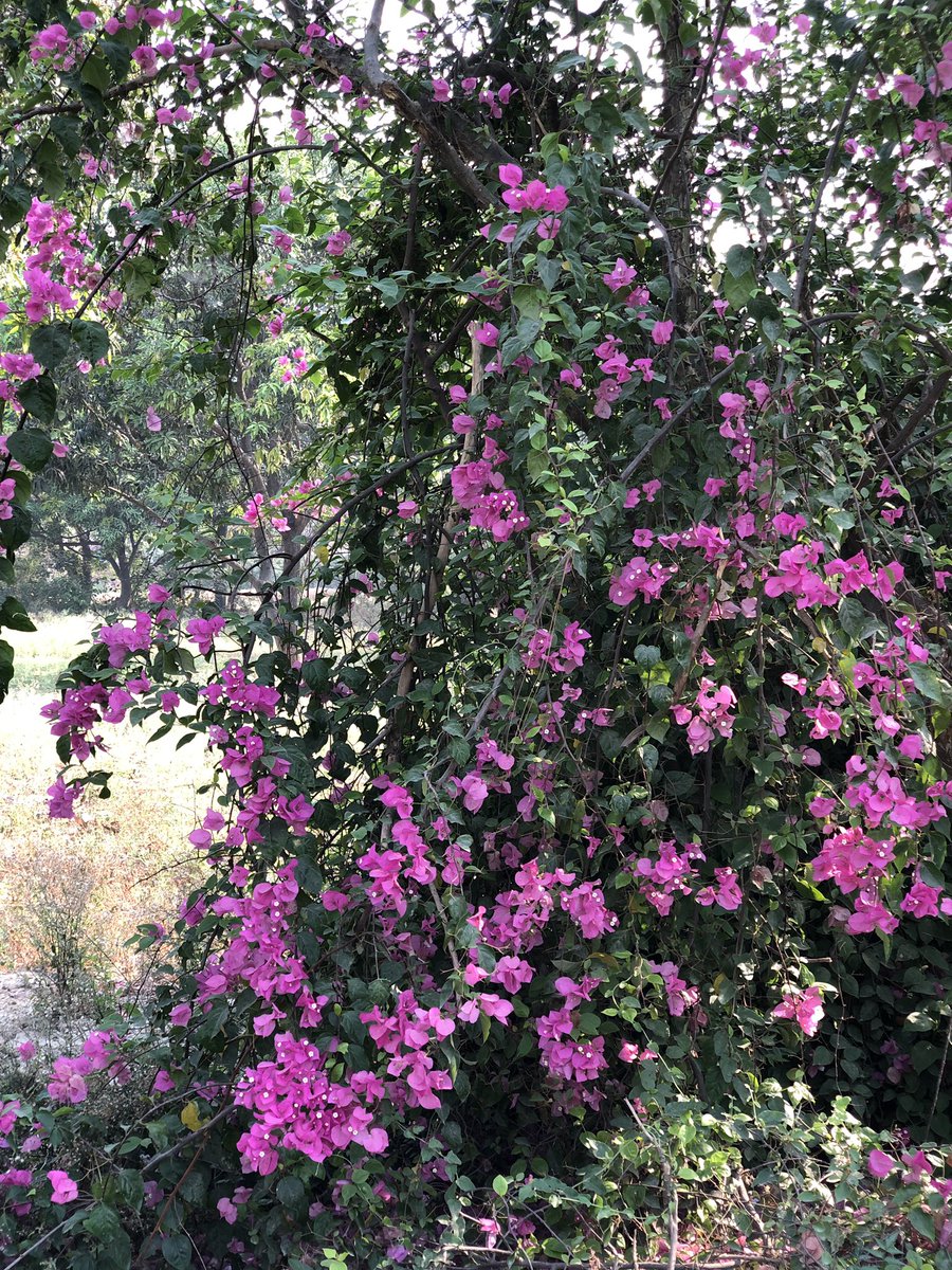 rjfahad's tweet photo. April is perhaps the best month to be home
#Inhauna #Amethi #Home https://t.co/cvWIHPIalu