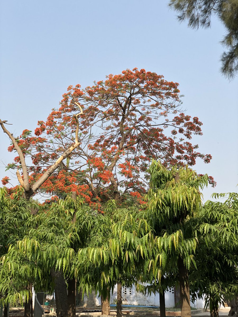 rjfahad's tweet photo. April is perhaps the best month to be home
#Inhauna #Amethi #Home https://t.co/cvWIHPIalu