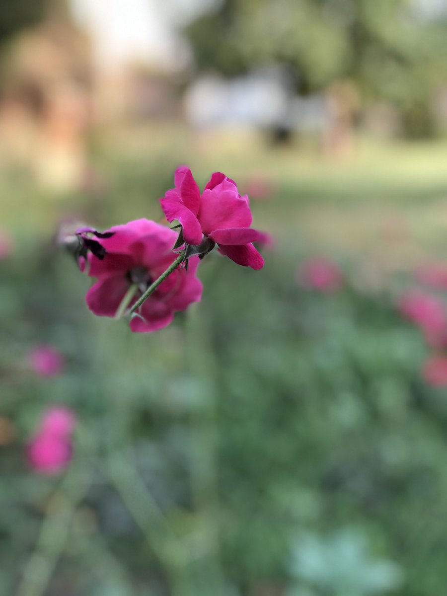 rjfahad's tweet photo. April is perhaps the best month to be home
#Inhauna #Amethi #Home https://t.co/cvWIHPIalu