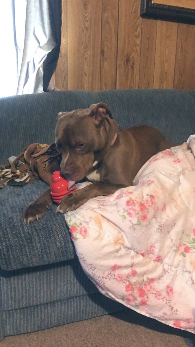 AllenAyers's tweet photo. Just a man and his dog, what more do you need #Pitbulls https://t.co/Gc2LGFVcss