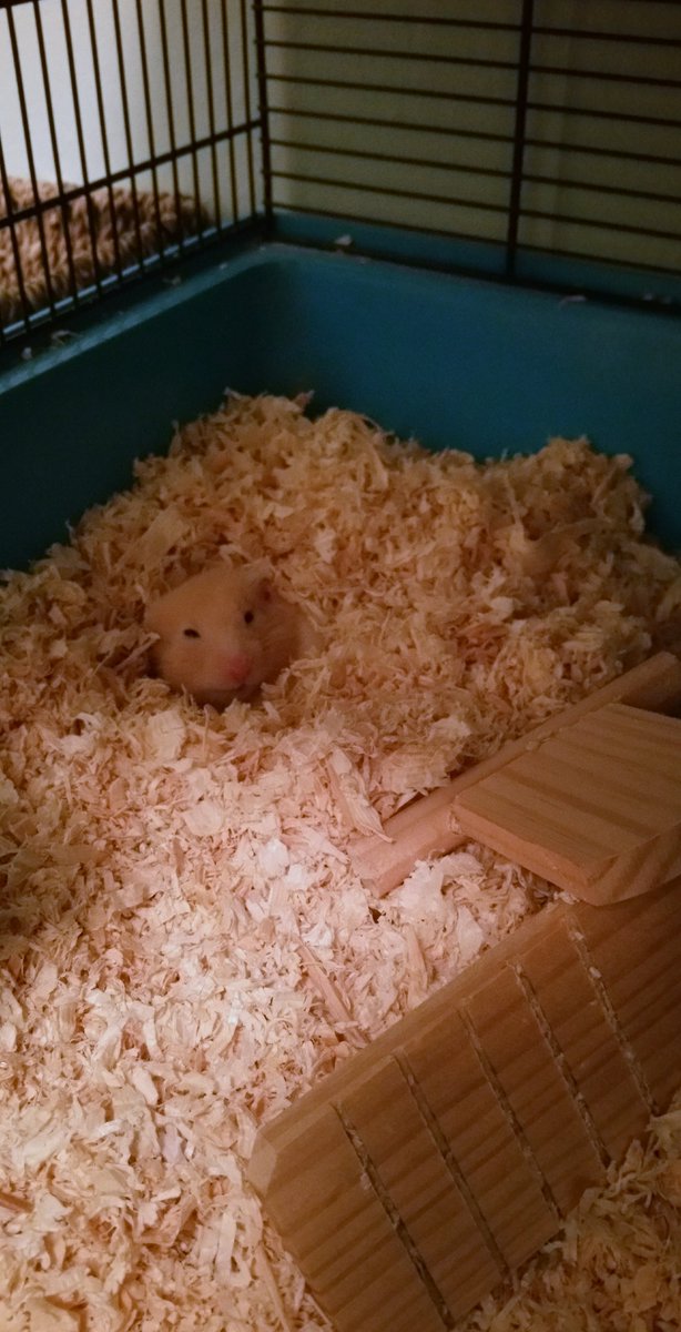 Woke up my hamster turning on the light to look for my keys.