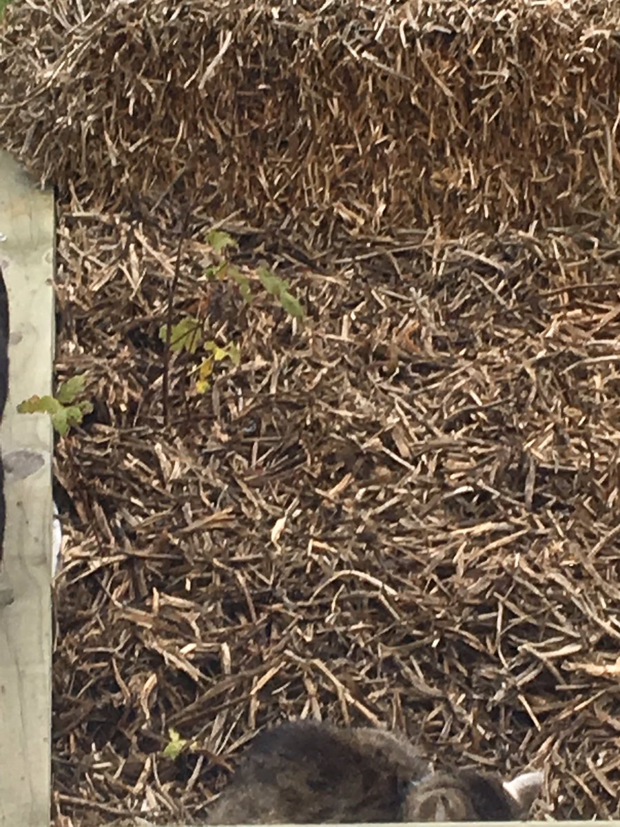 pippy_ms's tweet image. Camouflage cat #Rodger #outsidecat