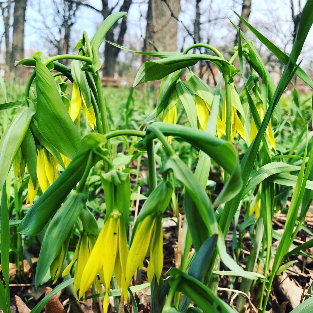 UrbanTarzann's tweet photo. After prescribed burning a woodland can look pretty barren, but hereβs evidence of native plants bouncing back just weeks later! #springephemerals #westpullmanpark https://t.co/Ejiq6Sf7ie