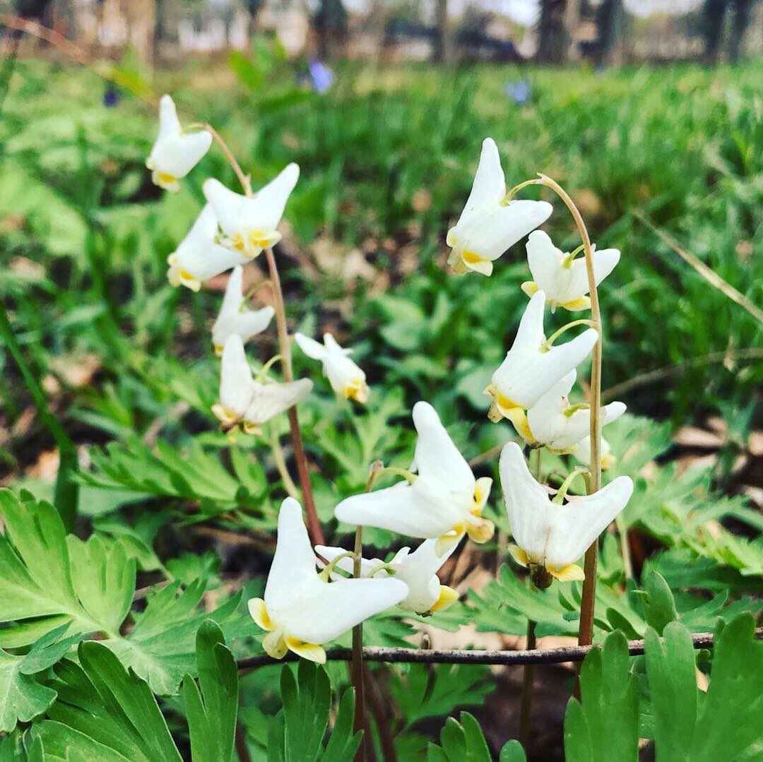 UrbanTarzann's tweet photo. After prescribed burning a woodland can look pretty barren, but hereβs evidence of native plants bouncing back just weeks later! #springephemerals #westpullmanpark https://t.co/Ejiq6Sf7ie