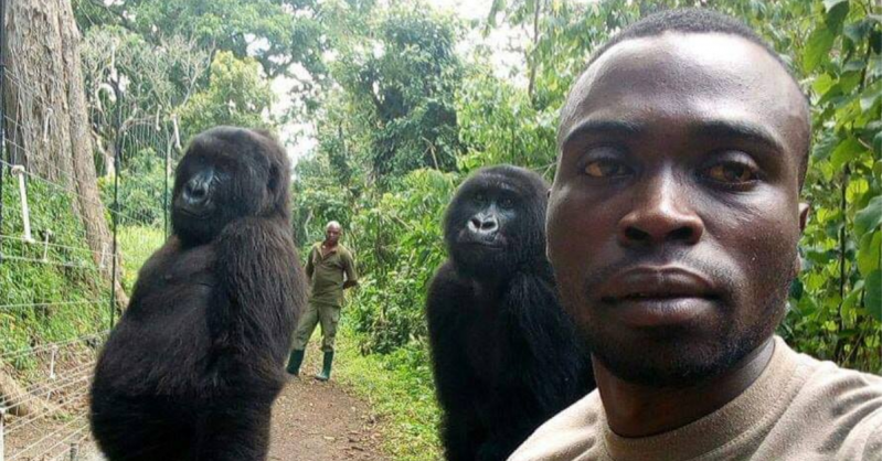 theplayideas's tweet photo. Gorillas Posing For Selfies With The Men Who Keep Them Safe Will Make You So Happy https://t.co/URvfH2FuHI https://t.co/p3UtlY2hUR