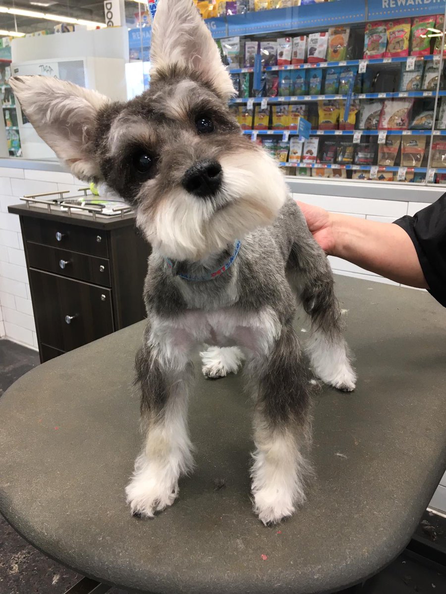 PetSmart Sydney NS tweet media