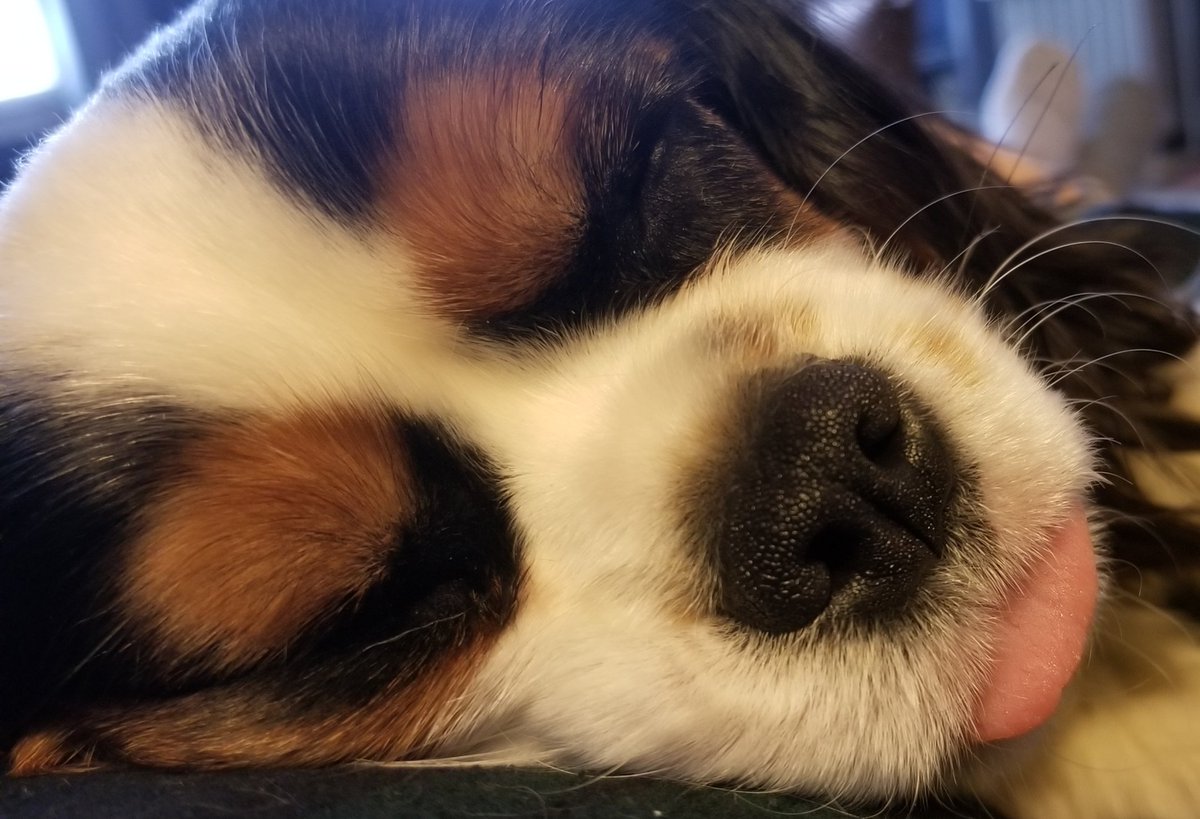 PupHenryHercule's tweet photo. #TongueOutTuesday #dogs #dog #sleeptight https://t.co/PuqFlOwNqD