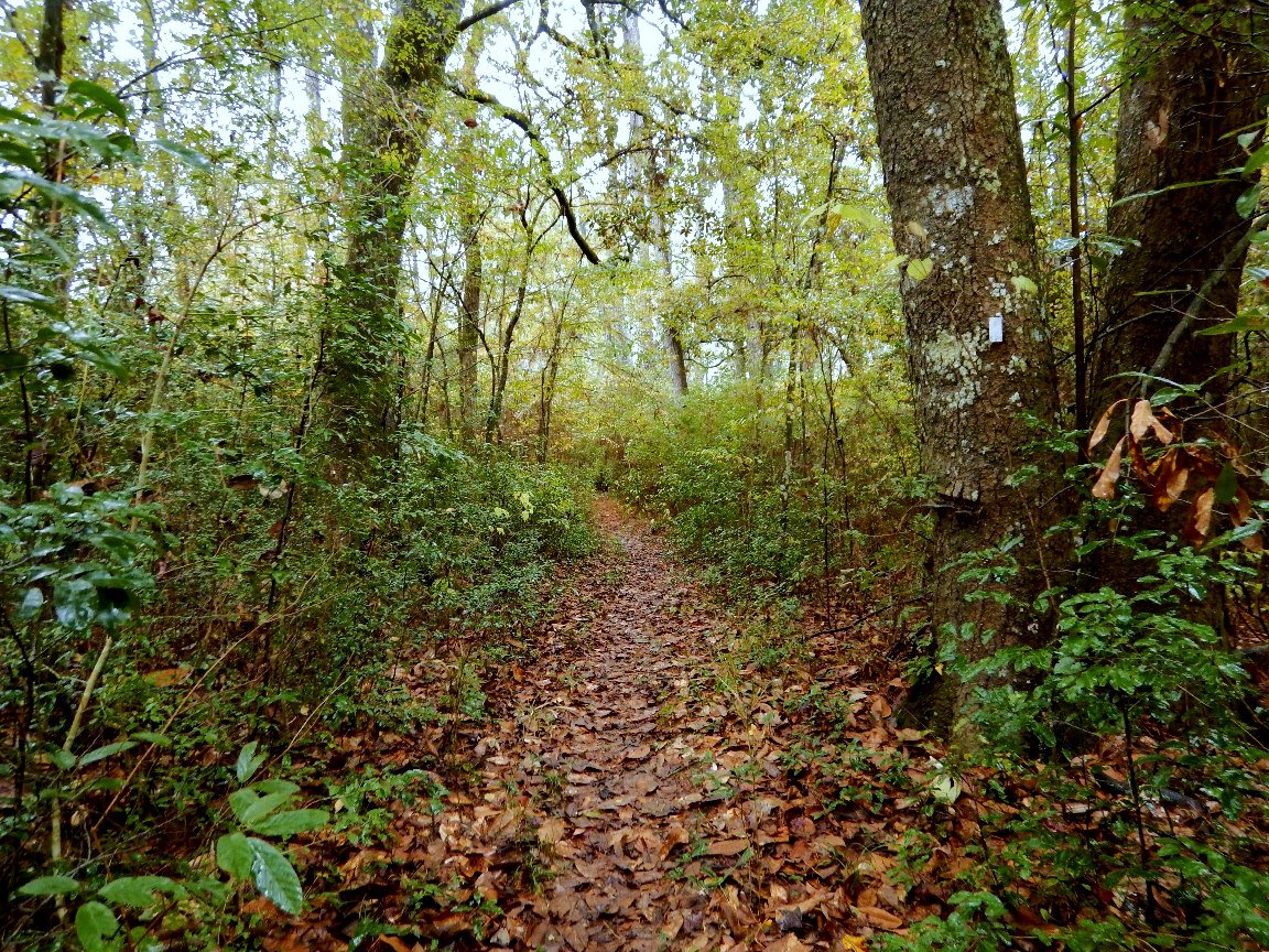 Lone Star Trail tweet media