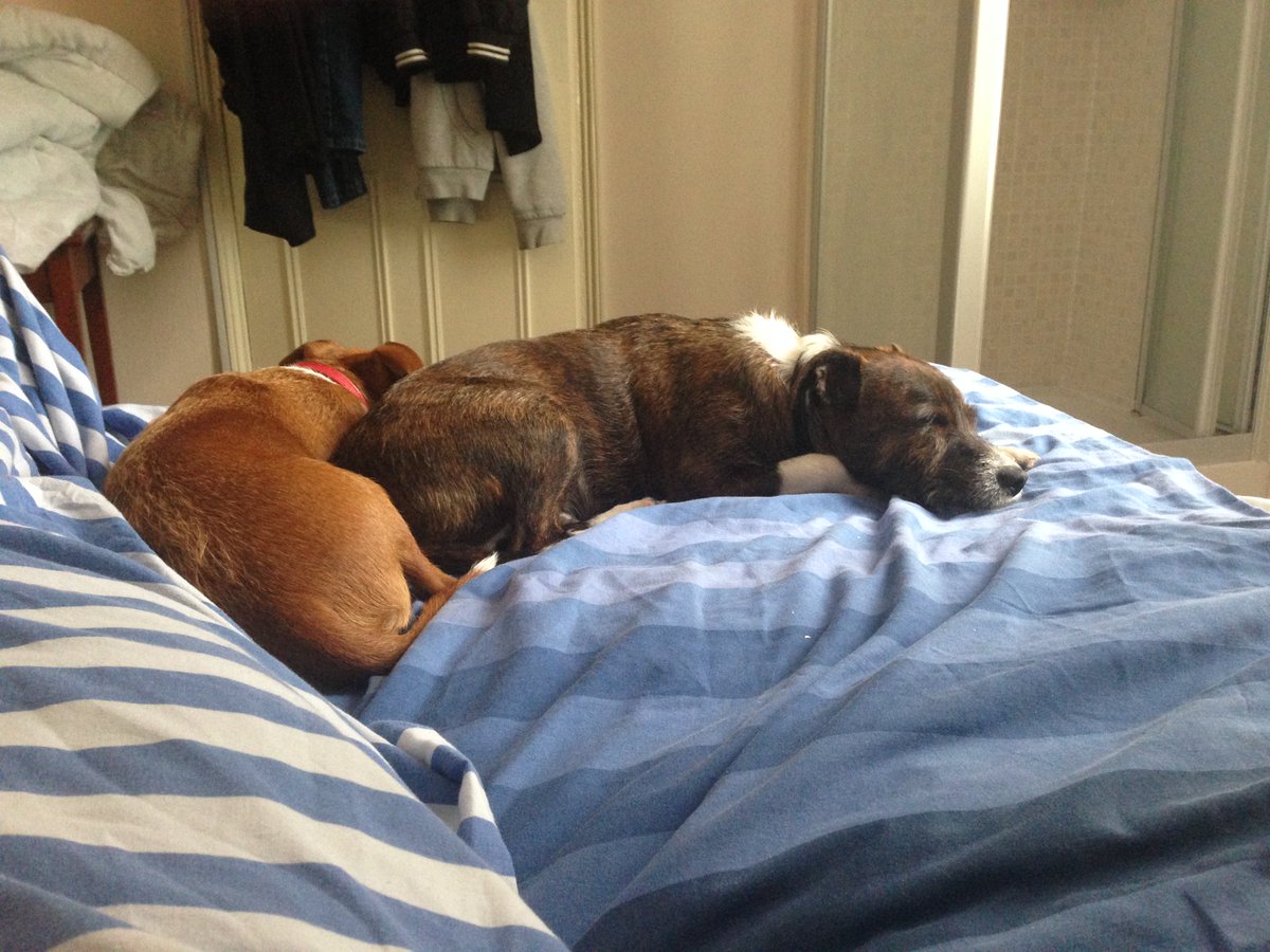 MATE29051068's tweet photo. @GGraphicsinc Double doggies? yay! https://t.co/48LfoEzSYO