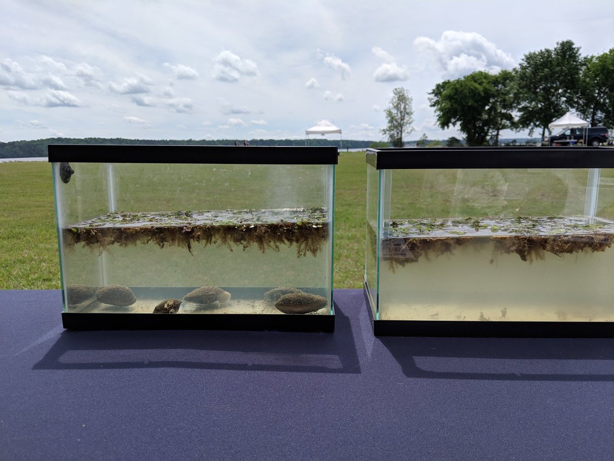 Two aquariums filled with pond water sit on a table, with a lake in the background. The aquarium on the left has 5 mussels on the bottom, and is clearer than the one on the right.