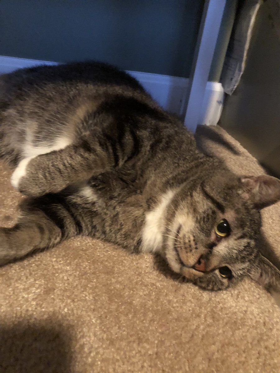 OD_Louise's tweet photo. More about Figaro: He’s 5 yrs old, missing a bunch of teeth, FIV+, and morbidly obese. (My Dad’s half-joking reaction to hearing we got a third cat? “What’s wrong with this one?” 😬🥴) #fosteringfigaro #day2 #18lbs #belly PS Given his girth we may be at 3 cats, not 2.75. 😬😂🤷🏻‍♀️ https://t.co/92FypCALNl