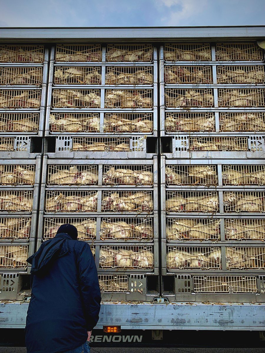 abunearthedfit's tweet photo. Every chicken nugget sold at @McDonalds in Canada is killed here in London, Ontario at the Cargill slaughterhouse. They’re proud of that fact. Like this amount of suffering is something to celebrate. Eating animals is unnecessary. Let’s stop the violence. Go #vegan. https://t.co/RbppHs4m4o