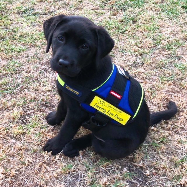VALibrary's tweet image. On #InternationalGuideDogsDay we're celebrating all the amazing dog guides who tirelessly work with their handlers. Here's one of our favourite  #LibraryDogs who we've watched grow from a puppy to a splendid dog just about ready to go into training. @VASeeingEyeDogs