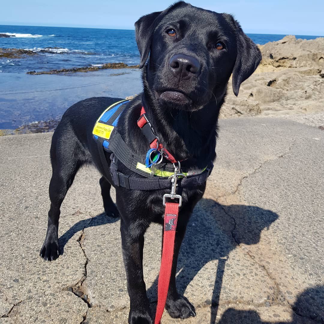 VALibrary's tweet image. On #InternationalGuideDogsDay we're celebrating all the amazing dog guides who tirelessly work with their handlers. Here's one of our favourite  #LibraryDogs who we've watched grow from a puppy to a splendid dog just about ready to go into training. @VASeeingEyeDogs