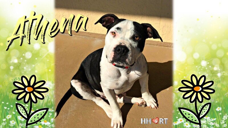 HHRT Athena APR 27-28, 2019 (FL-GA-SC-NC-VA-MD-NJ-NY) docs.google.com/forms/d/e/1FAI…