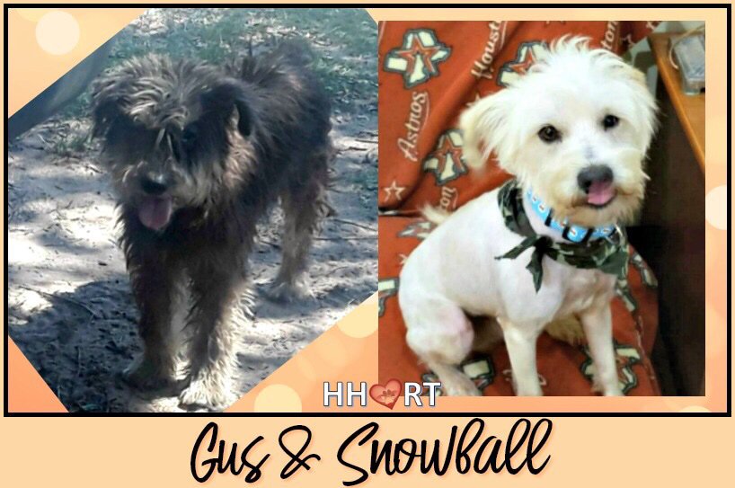 HHRT Snowball &amp; Gus MAY 3-5, 2019 (TX-LA-MS-AL-TN-VA-MD-PA) docs.google.com/forms/d/e/1FAI… #rescuedogsofinstagram