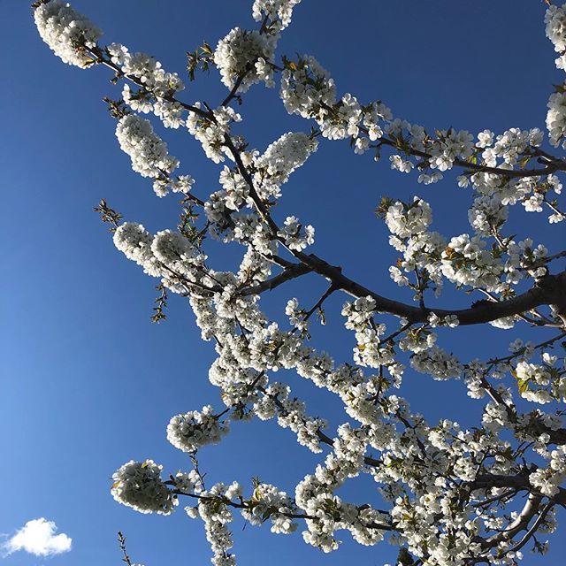 Bellawines's tweet photo. Beauty cherry blossoms at the homestead. Totally a buzz with beeeeees. 🥰 🐝 #celebratetoday #naramatalove #springinfullswing https://t.co/rGzZgoNAZc https://t.co/pXTlkS4PzI