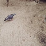 水沢の作品庫のツイート画像