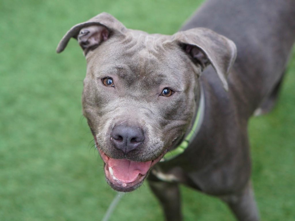 KeithOlbermann's tweet photo. BELLA MAY BE KILLED THURSDAY. Dumped after just two weeks even though she loves people and just needs training. We need to pledge via @chortletown to defray the costs of a Rescue, or find an Adopter/Foster. RTs can also save her so PLEASE RT BELLA https://t.co/nhzEe4TXLY https://t.co/G5XOwkjAFk