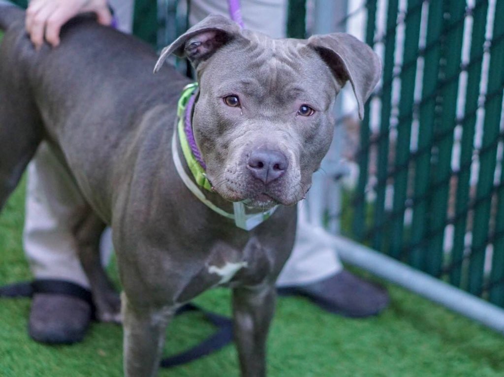 KeithOlbermann's tweet photo. BELLA MAY BE KILLED THURSDAY. Dumped after just two weeks even though she loves people and just needs training. We need to pledge via @chortletown to defray the costs of a Rescue, or find an Adopter/Foster. RTs can also save her so PLEASE RT BELLA https://t.co/nhzEe4TXLY https://t.co/G5XOwkjAFk