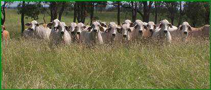 Vet Cross Beef production seminar - Gin Gin, Sunday 28 April.

Topics up for discussion include genetic technologies, local disease issues impacting beef producing herds and animal welfare issues. 

Register today! ow.ly/20hW50rnvwu